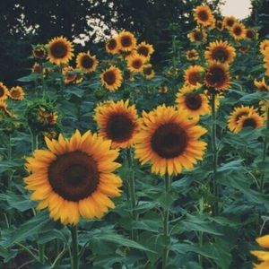 Meet your Posher, Zoe